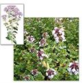 Shirazi thyme